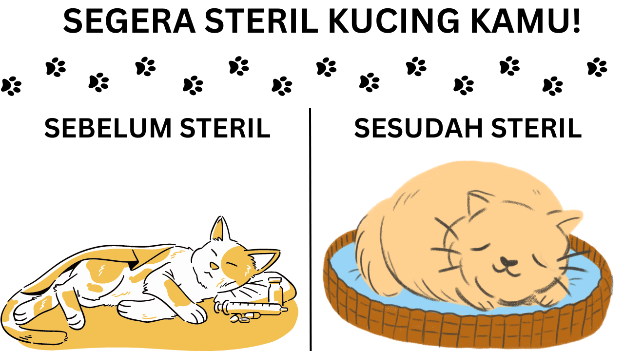 Pentingnya Steril Kucing Rumahan - radargroup.id - Tyas Aprilia