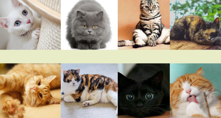 Kenali Karakter Kucing Lewat Warna Bulu, Dari Galak Hingga Kucing Independent - radargroup.id - Tyas Aprilia