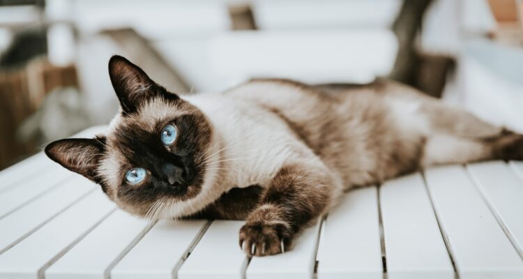 Rekomendasi Kucing Ras untuk Peliharaan di Rumah, Ini Dia Kucing Bermata Biru yang Pastinya Akan Cocok untuk Ramaikan Rumahmu!
