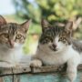 Untuk PECINTA KUCING. Ini Dia Pulau Kucing di Indonesia. Penuh Kucing, Surga Impian yang Wajib Dikunjungi!